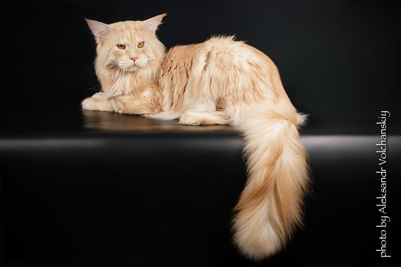 OdeSeaCat Lincoln Royal Lynx - мейн-кун