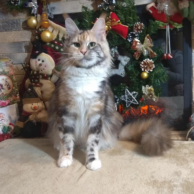 Volnacoon Regina - maine-coon