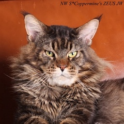 Coppermines Zeus