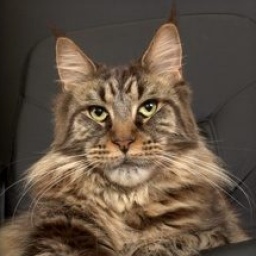 Big Kitty Chanel