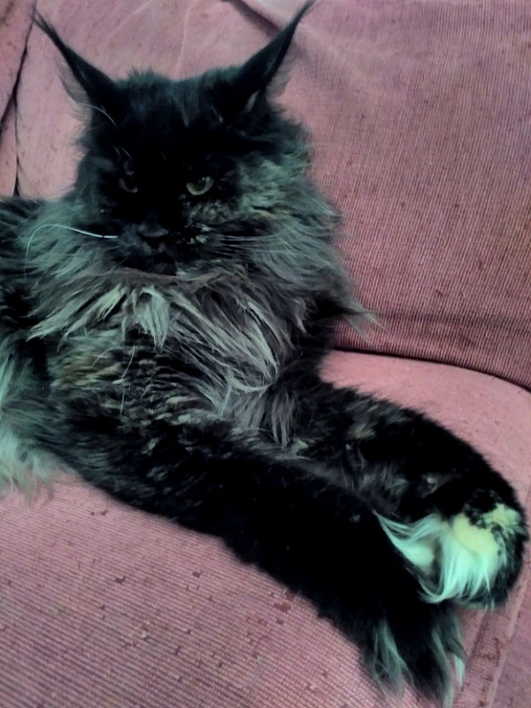 OdeSeaCat Galatea - maine-coon
