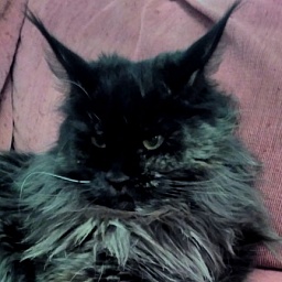 OdeSeaCat Galatea