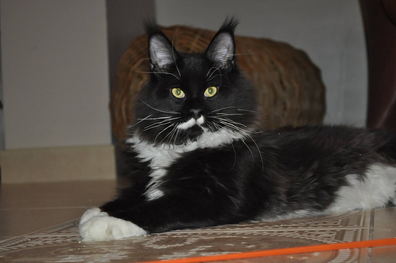 Respectcoon Graf Zeppelin - maine-coon