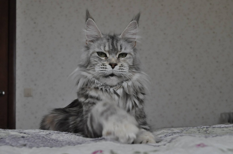 Yurmala Afonya Coon - maine-coon