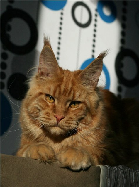 Respectcoon I'RUS - maine-coon