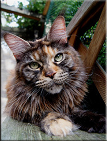 Langstteich's ES'Sweet Carolina - maine-coon