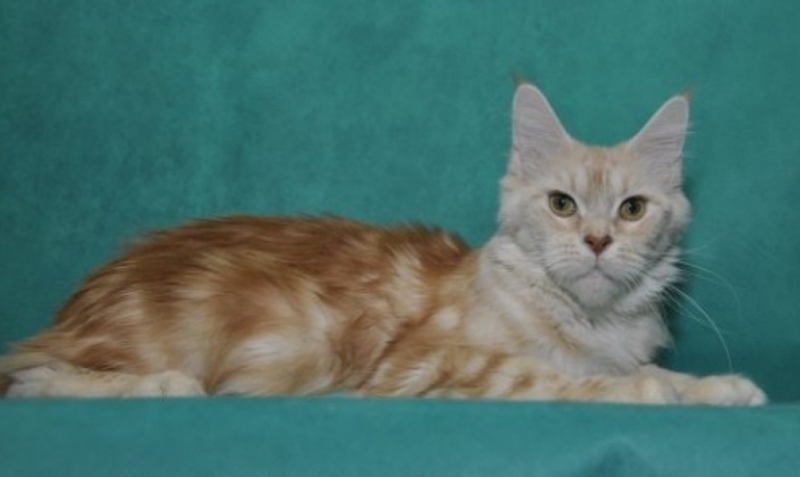 Elza Perfect Cat - maine-coon