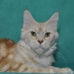 Elza Perfect Cat