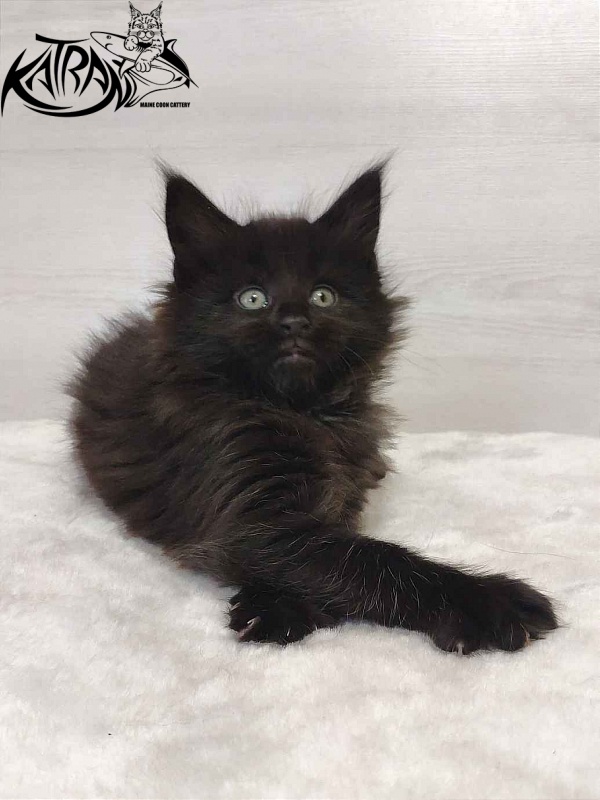 Katran Odri - Kitten maine-coon 1 month 2 weeks