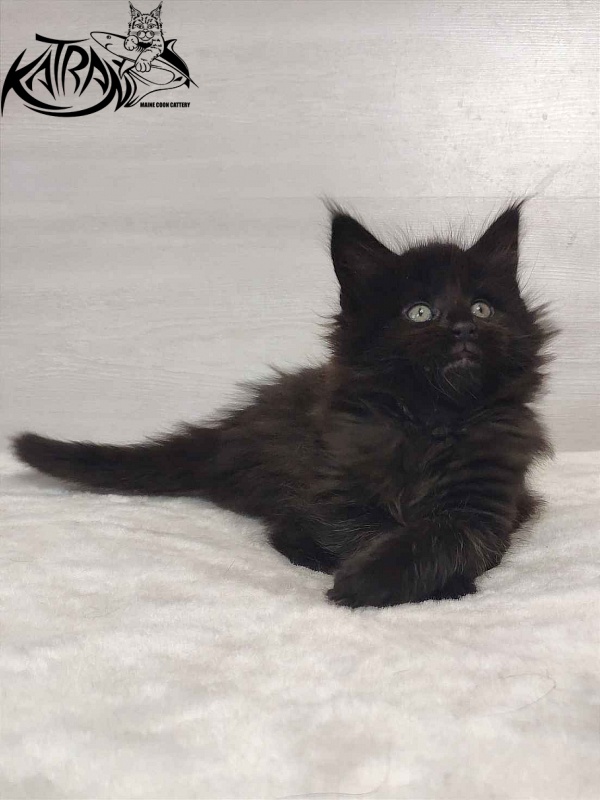 Katran Odri - Kitten maine-coon 1 month 2 weeks