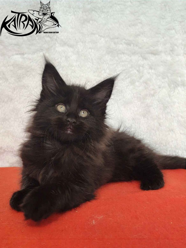 Katran Odri - Kitten maine-coon 2 months