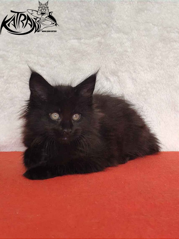 Katran Odri - Kitten maine-coon 2 months