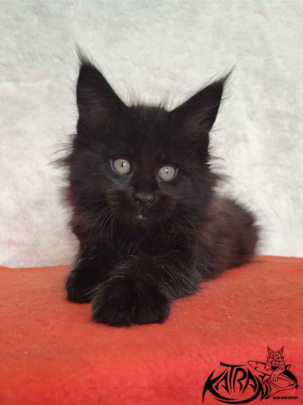 Katran Odri - Kitten maine-coon 2 months