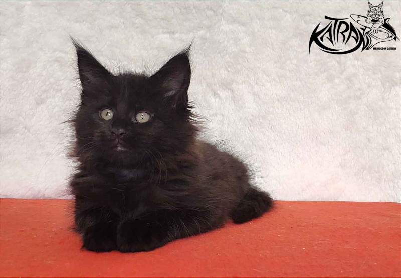 Katran Odri - Kitten maine-coon 2 months