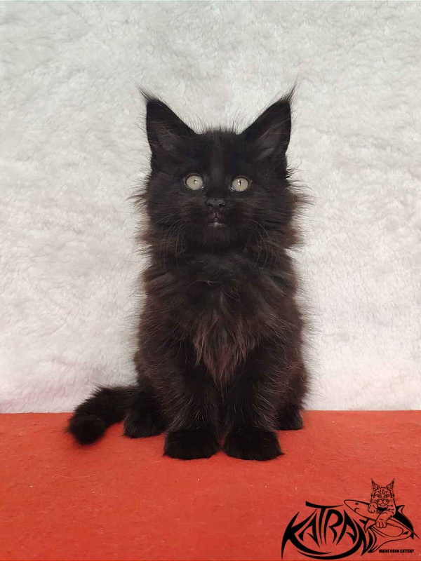 Katran Odri - Kitten maine-coon 2 months