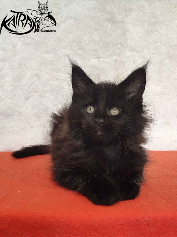 Katran Odri - Kitten maine-coon 2 months