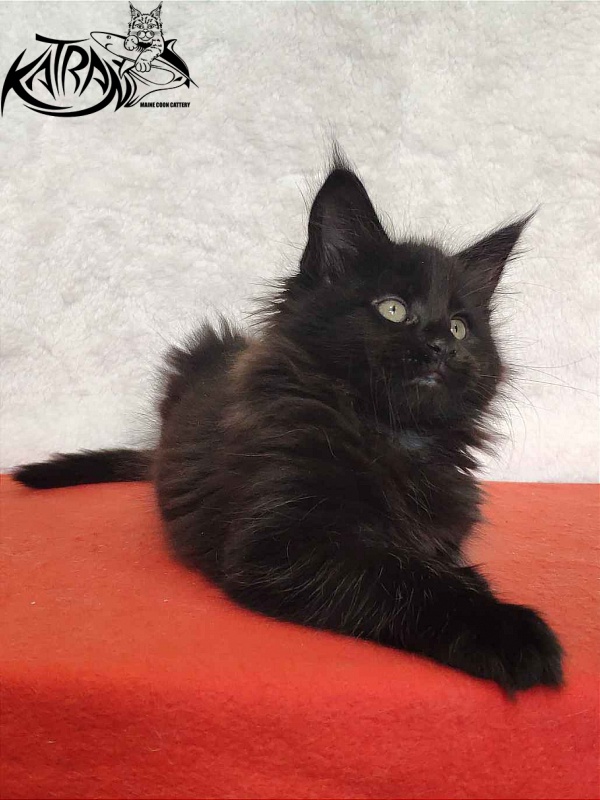 Katran Odri - Kitten maine-coon 2 months