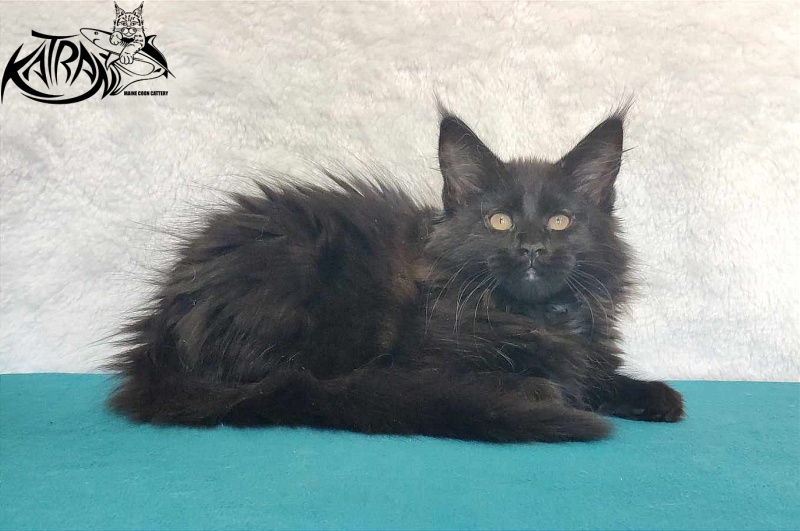 Katran Odri - Kitten maine-coon 3 months