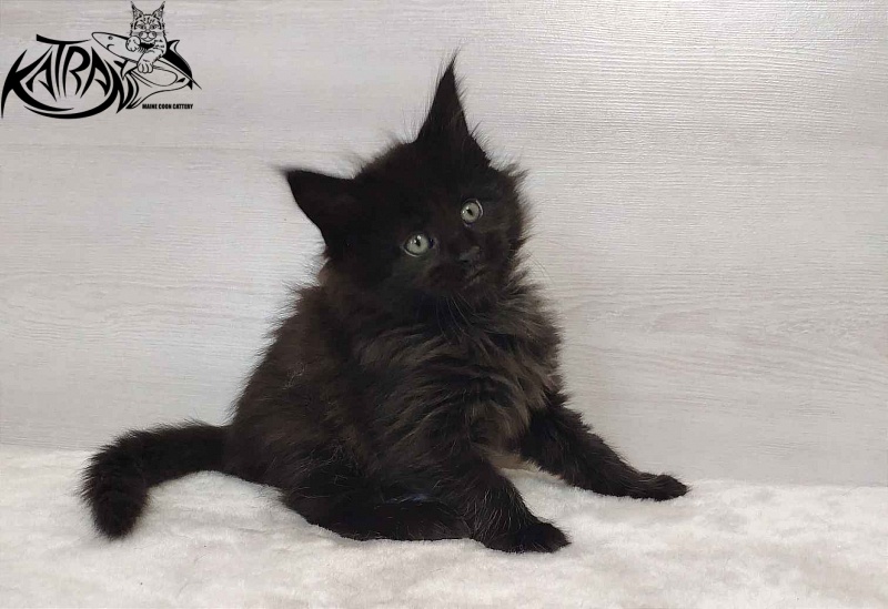 Katran Odri - Kitten maine-coon 1 month 2 weeks