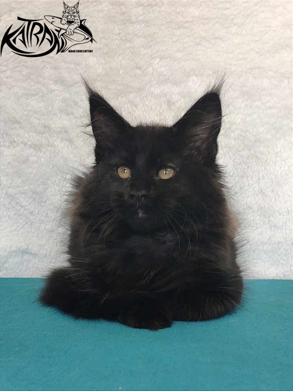 Katran Odri - Kitten maine-coon 3 months