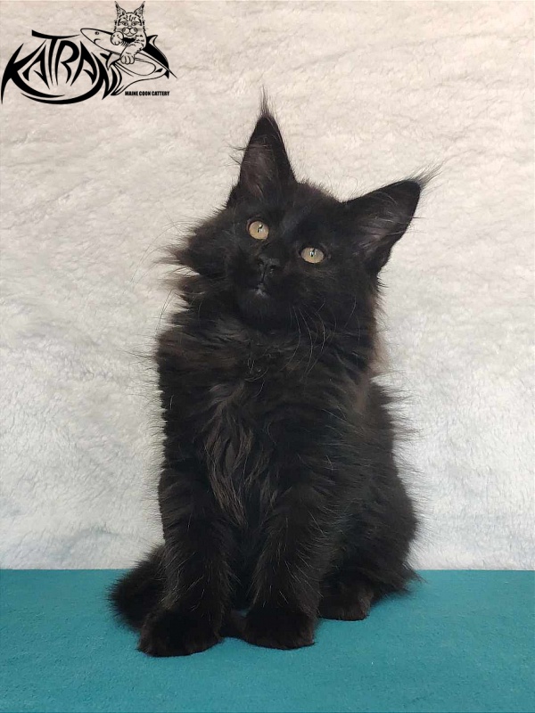 Katran Odri - Kitten maine-coon 3 months