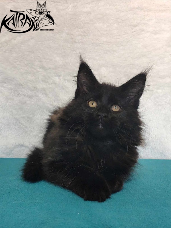Katran Odri - Kitten maine-coon 3 months
