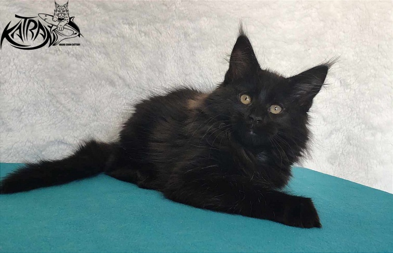 Katran Odri - Kitten maine-coon 3 months