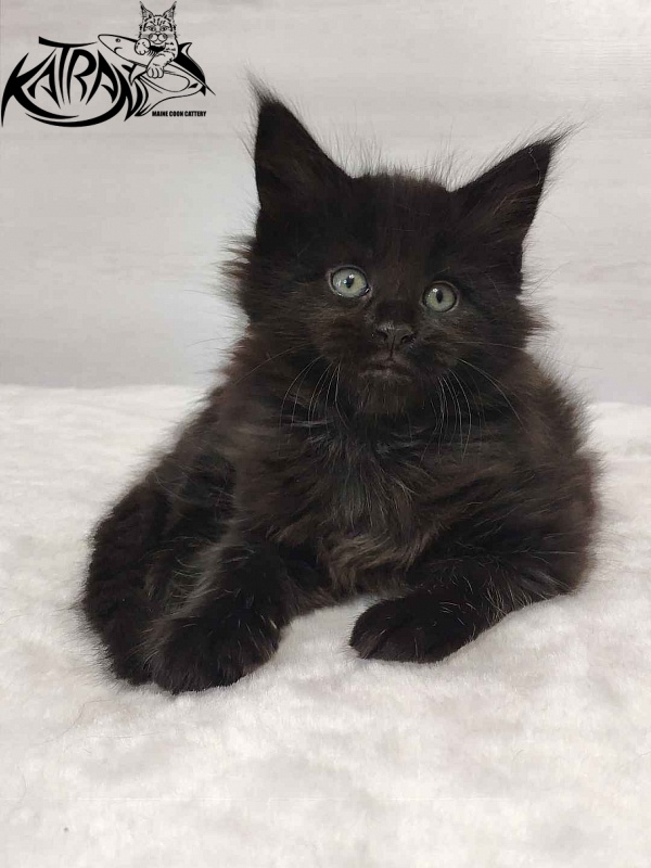 Katran Odri - Kitten maine-coon 1 month 2 weeks