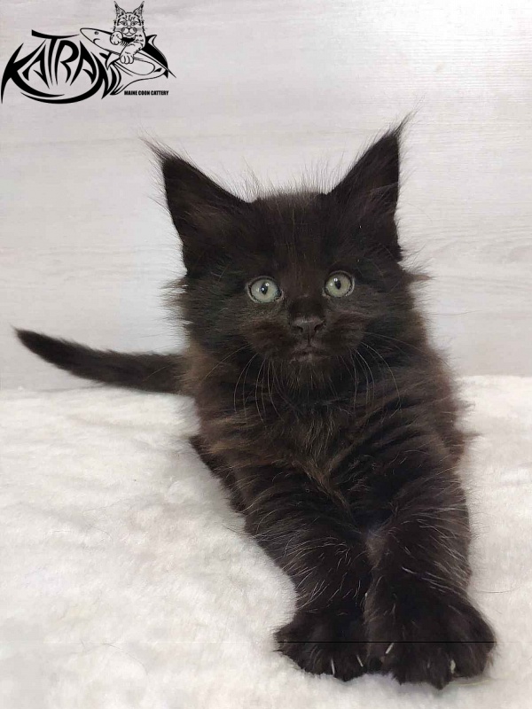 Katran Odri - Kitten maine-coon 1 month 2 weeks