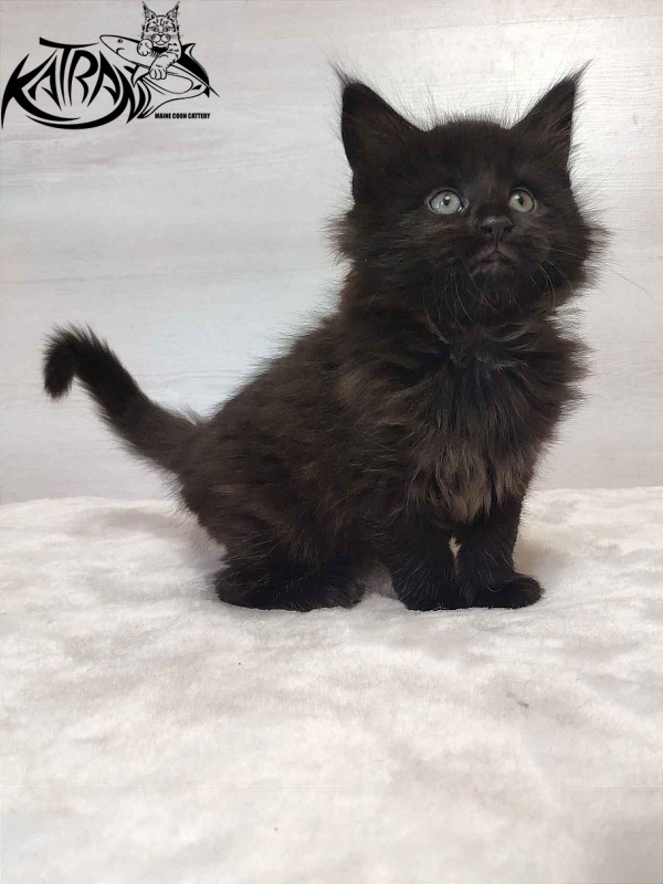 Katran Odri - Kitten maine-coon 1 month 2 weeks