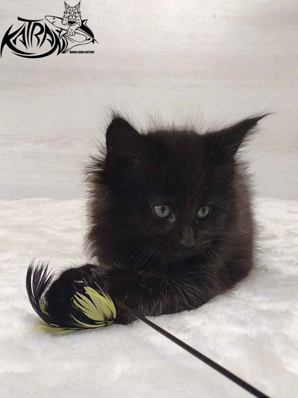 Katran Odri - Kitten maine-coon 1 month 2 weeks