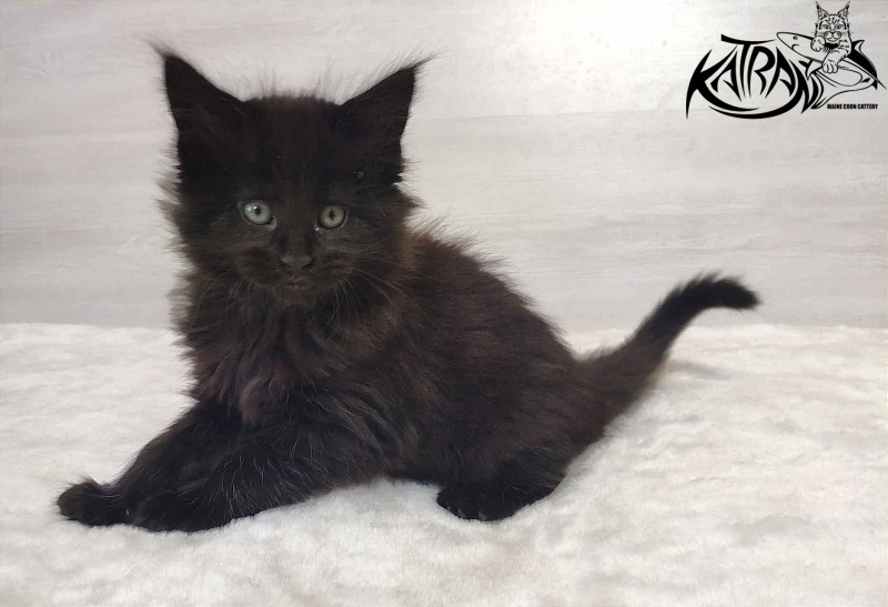 Katran Odri - Kitten maine-coon 1 month 2 weeks