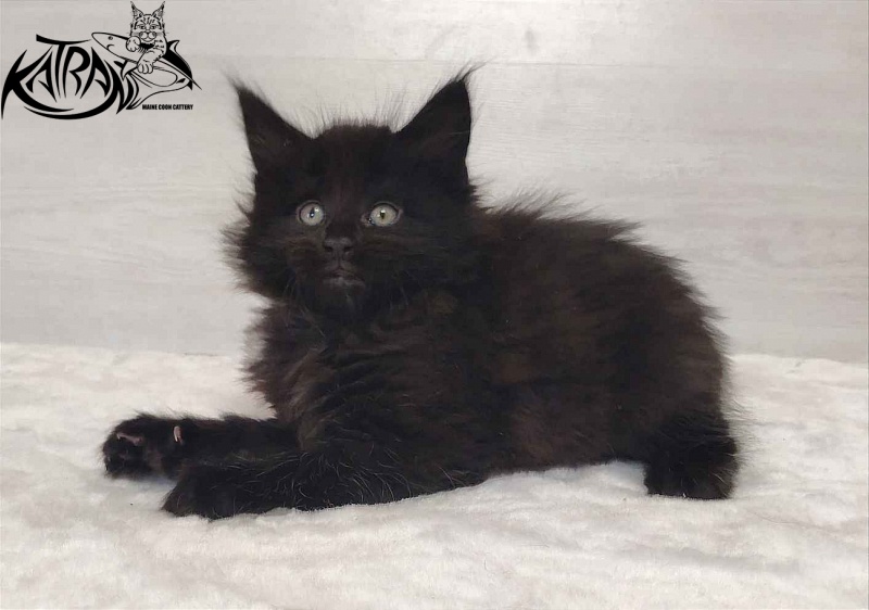 Katran Odri - Kitten maine-coon 1 month 2 weeks