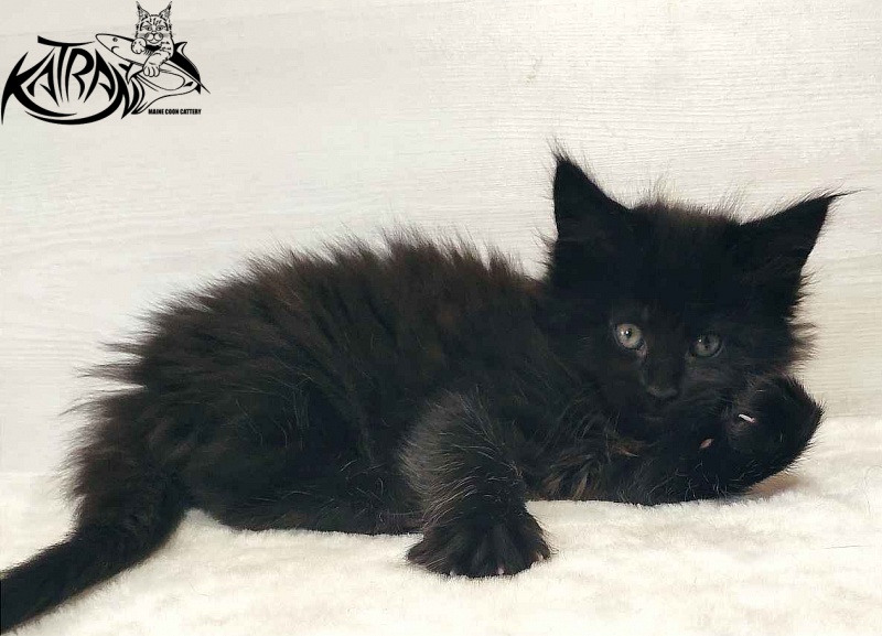 Katran Odri - Kitten maine-coon 1 month 2 weeks