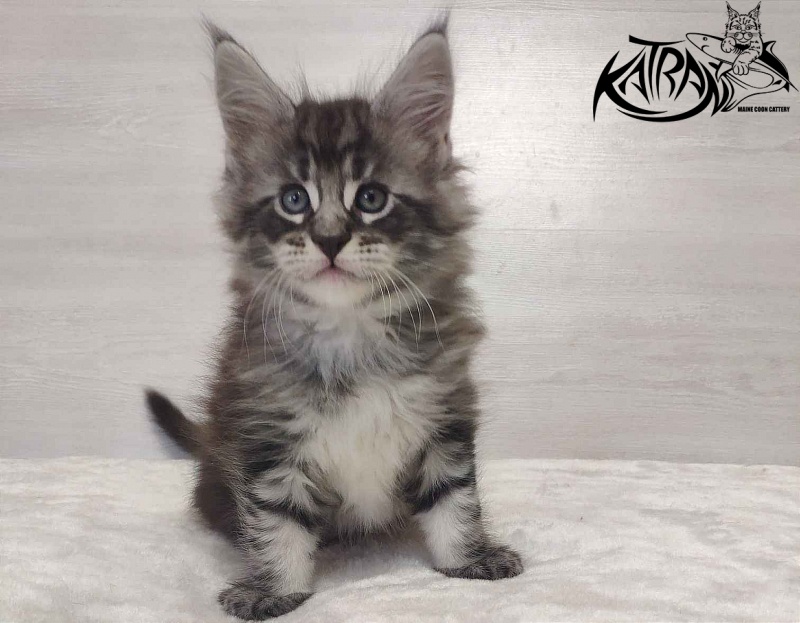 Katran Orion - Kitten maine-coon 1 month 2 weeks