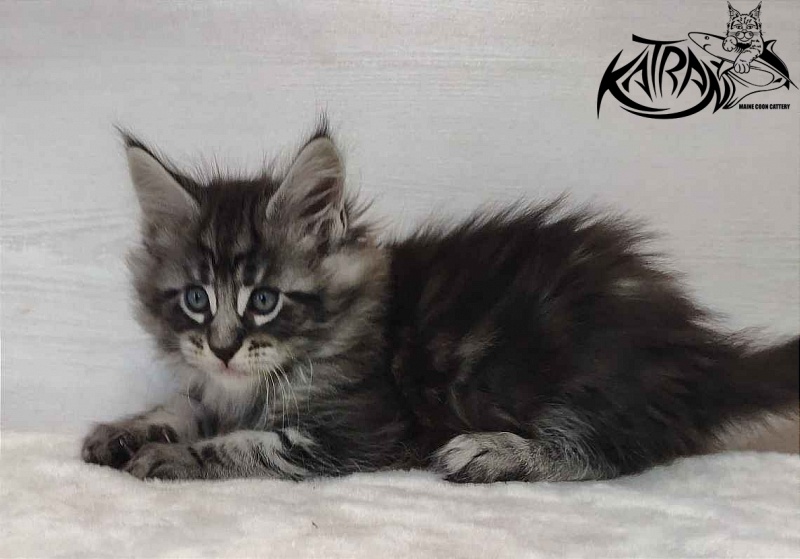 Katran Orion - Kitten maine-coon 1 month 2 weeks