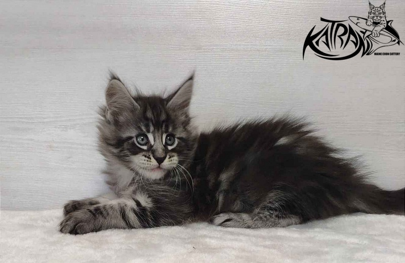 Katran Orion - Kitten maine-coon 1 month 2 weeks