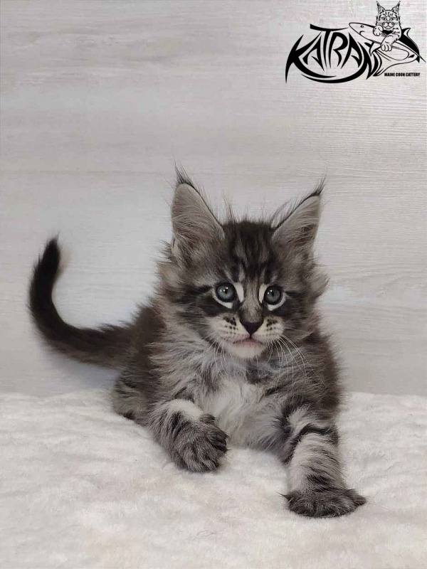 Katran Orion - Kitten maine-coon 1 month 2 weeks