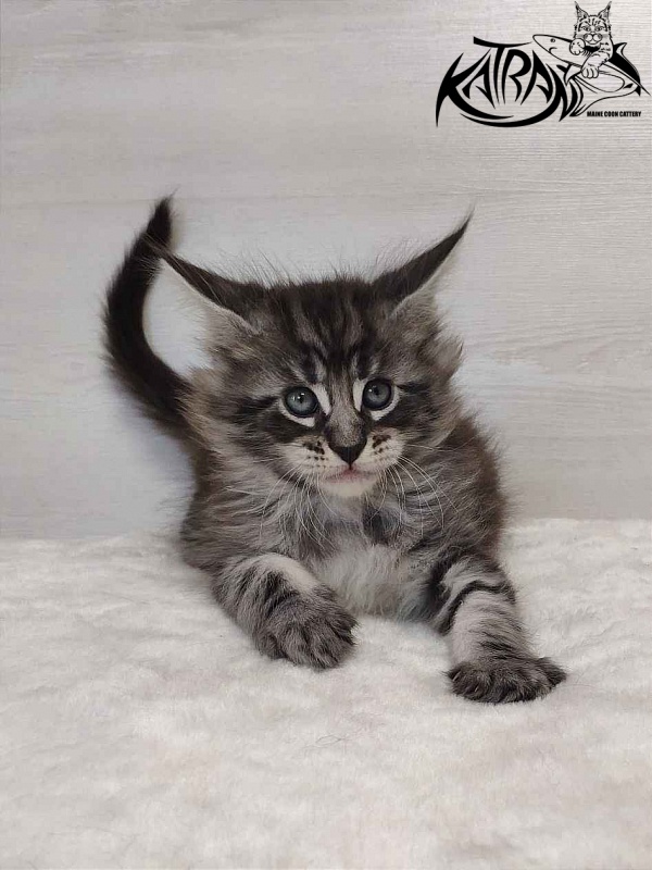 Katran Orion - Kitten maine-coon 1 month 2 weeks