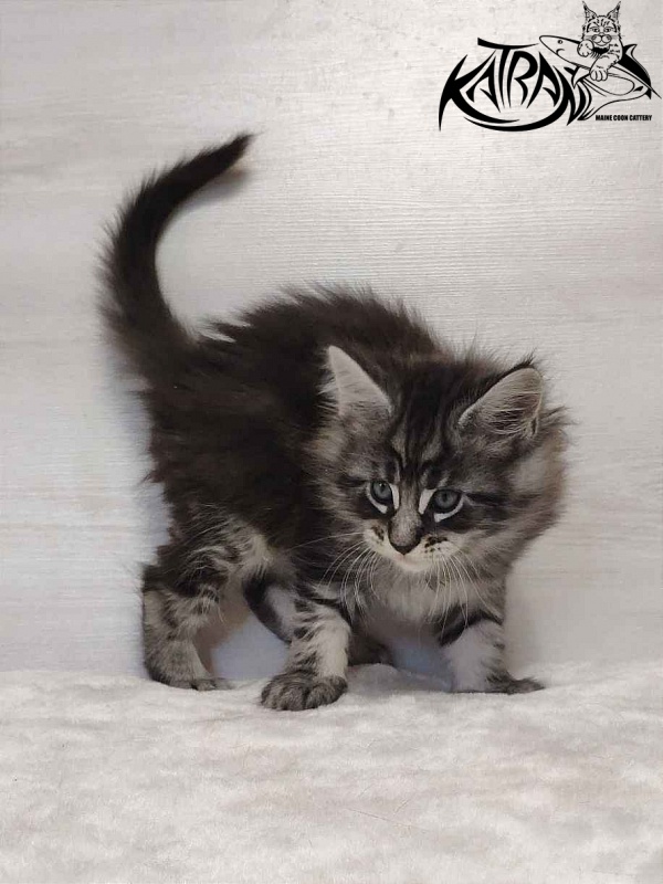 Katran Orion - Kitten maine-coon 1 month 2 weeks