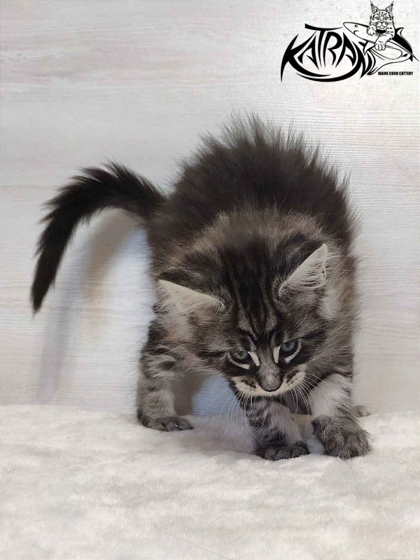 Katran Orion - Kitten maine-coon 1 month 2 weeks