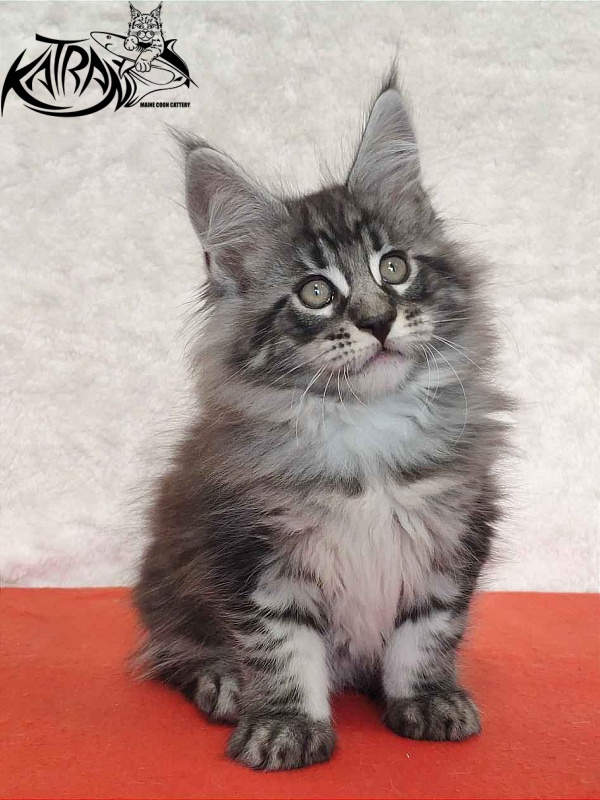 Katran Orion - Kitten maine-coon 2 months