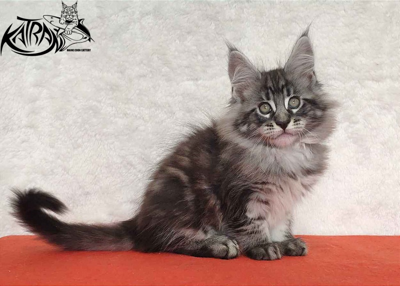 Katran Orion - Kitten maine-coon 2 months