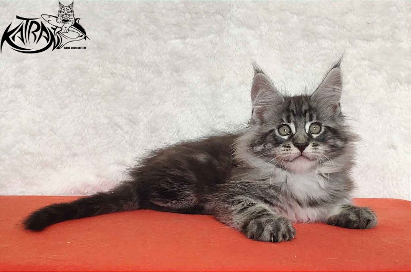 Katran Orion - Kitten maine-coon 2 months