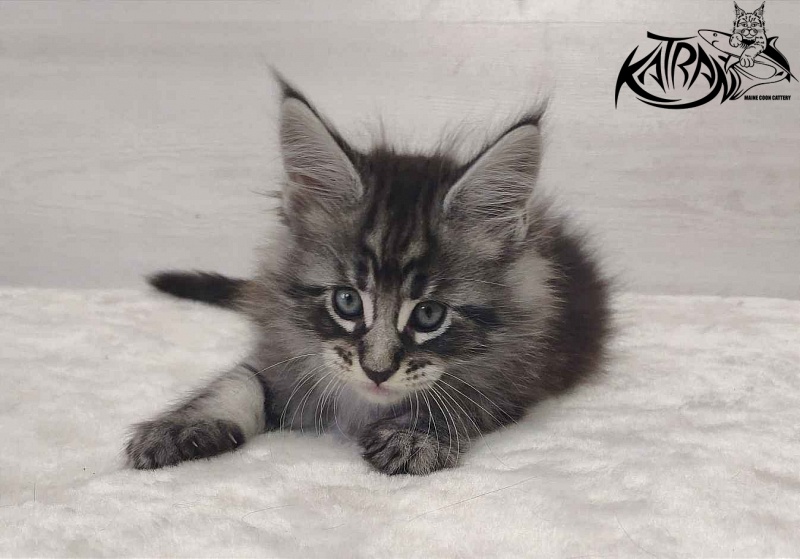 Katran Orion - Kitten maine-coon 1 month 2 weeks