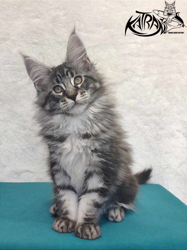 Katran Orion - Kitten maine-coon 3 months