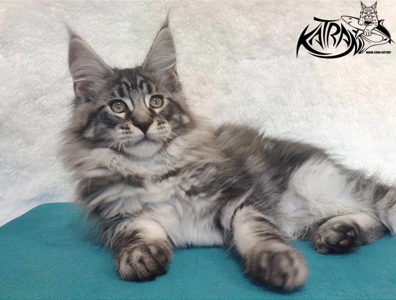 Katran Orion - Kitten maine-coon 3 months