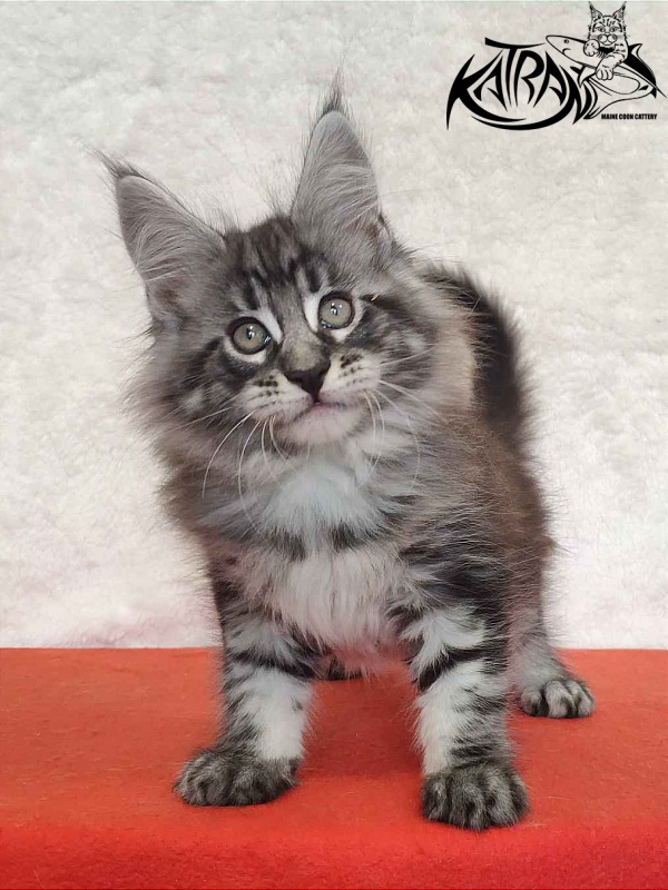 Katran Orion - Kitten maine-coon 2 months