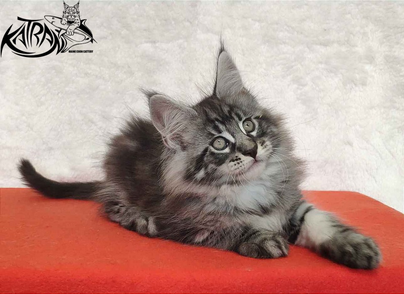 Katran Orion - Kitten maine-coon 2 months