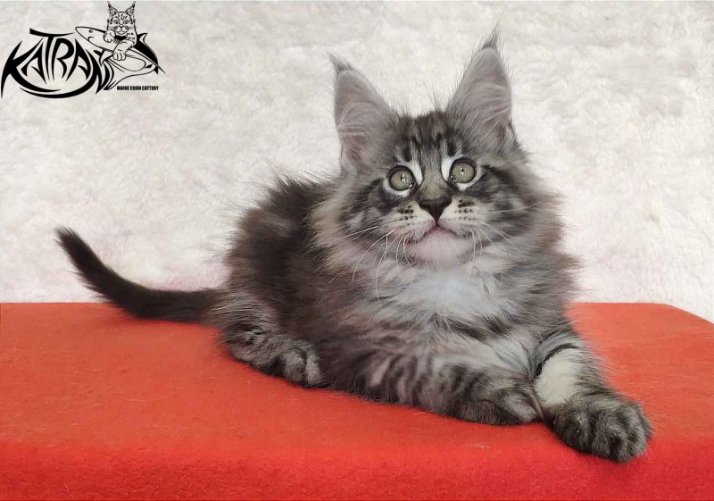 Katran Orion - Kitten maine-coon 2 months